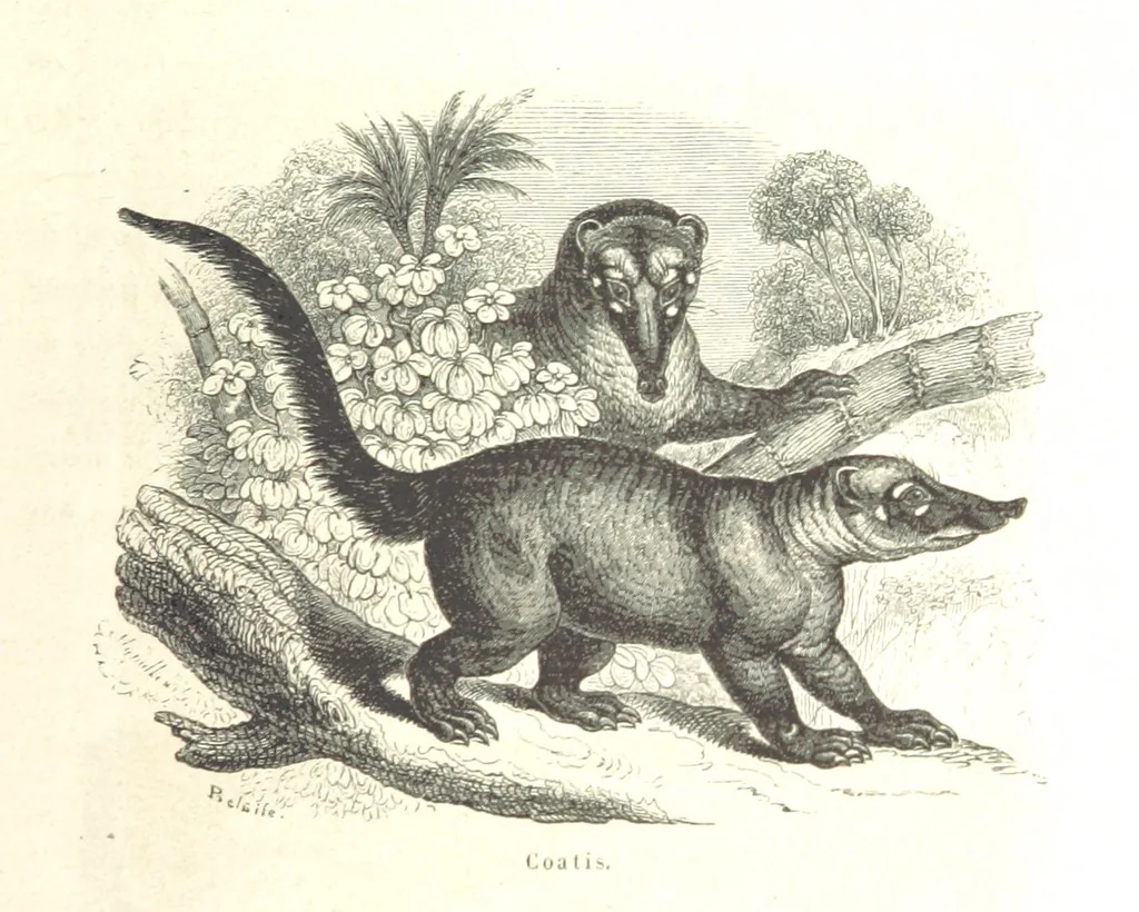 An illustration from L'Espace céleste et la nature tropicale, description physique de l'univers ... préface de M. Babinet, dessins de Yan' Dargent, 1866, leaf 289