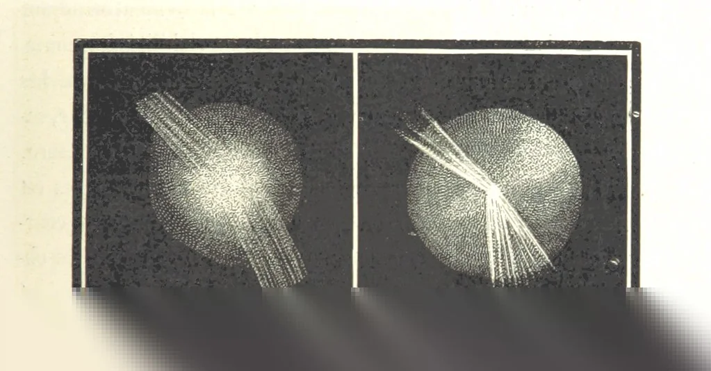 An illustration from L'Espace céleste et la nature tropicale, description physique de l'univers ... préface de M. Babinet, dessins de Yan' Dargent, 1866, leaf 307