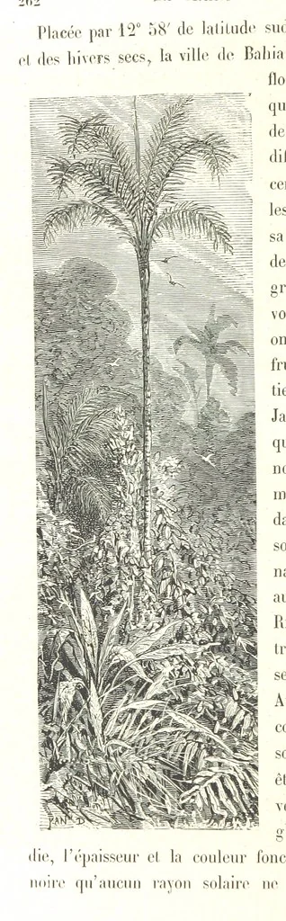 An illustration from L'Espace céleste et la nature tropicale, description physique de l'univers ... préface de M. Babinet, dessins de Yan' Dargent, 1866, leaf 324