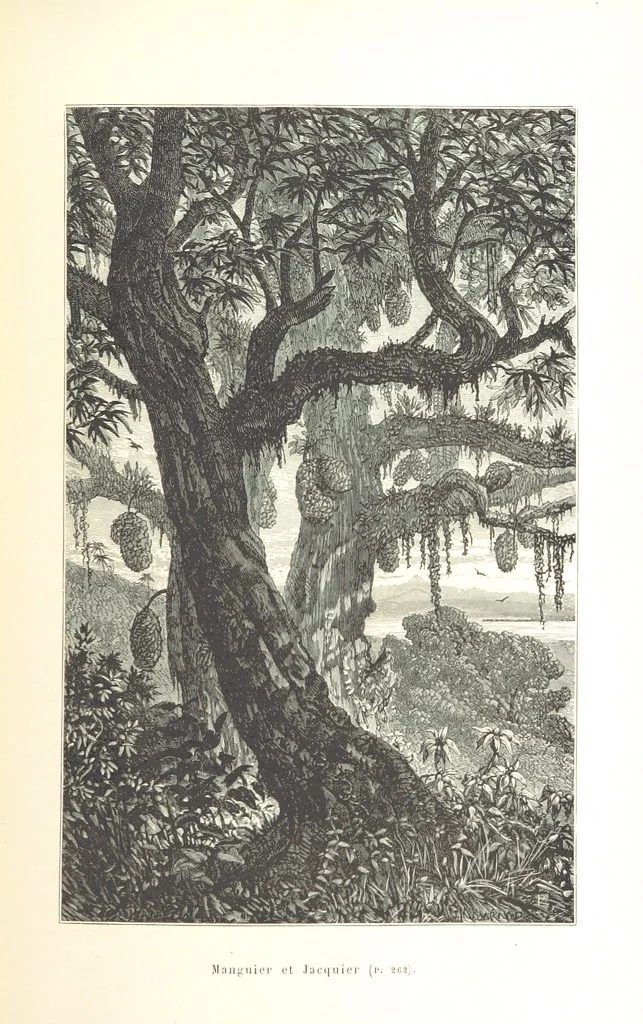 An illustration from L'Espace céleste et la nature tropicale, description physique de l'univers ... préface de M. Babinet, dessins de Yan' Dargent, 1866, leaf 325