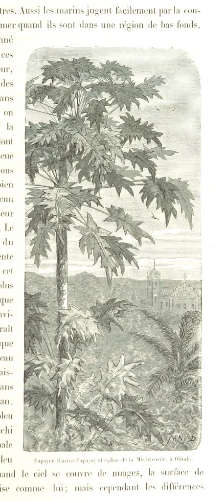 An illustration from L'Espace céleste et la nature tropicale, description physique de l'univers ... préface de M. Babinet, dessins de Yan' Dargent, 1866, leaf 349