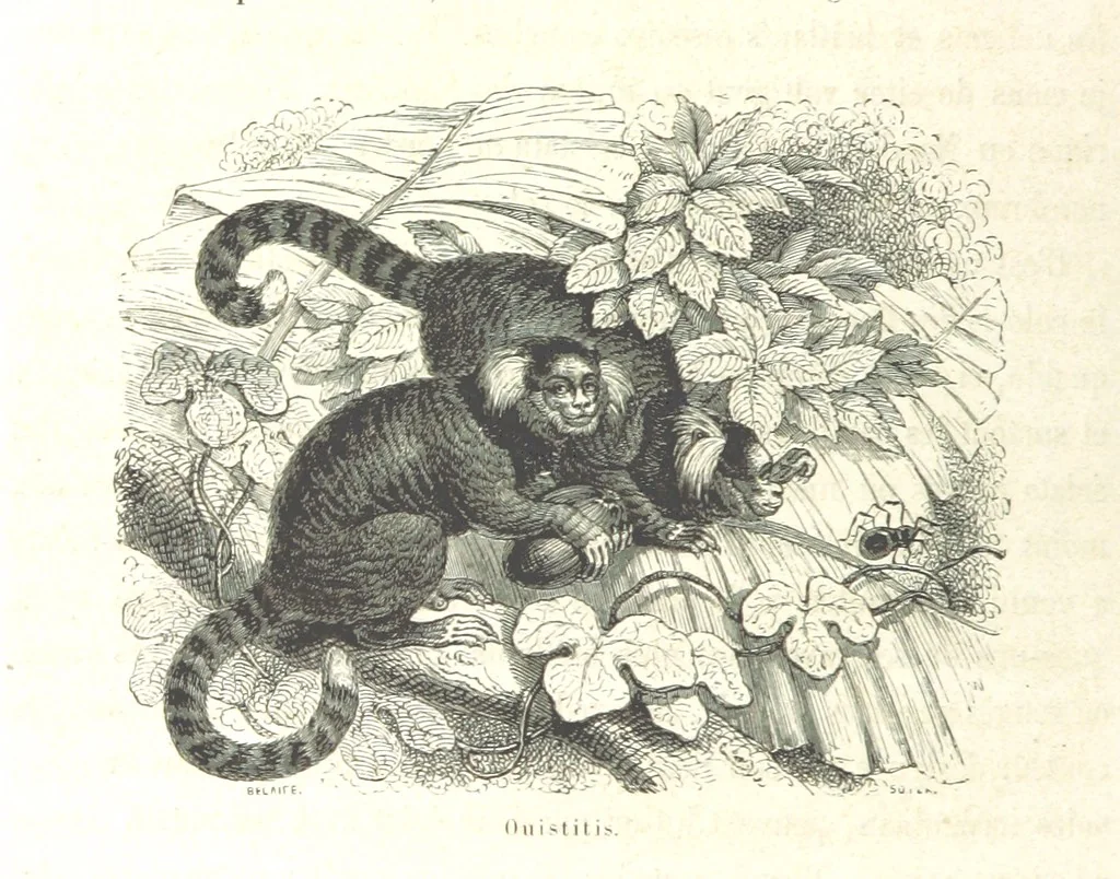 An illustration from L'Espace céleste et la nature tropicale, description physique de l'univers ... préface de M. Babinet, dessins de Yan' Dargent, 1866, leaf 38