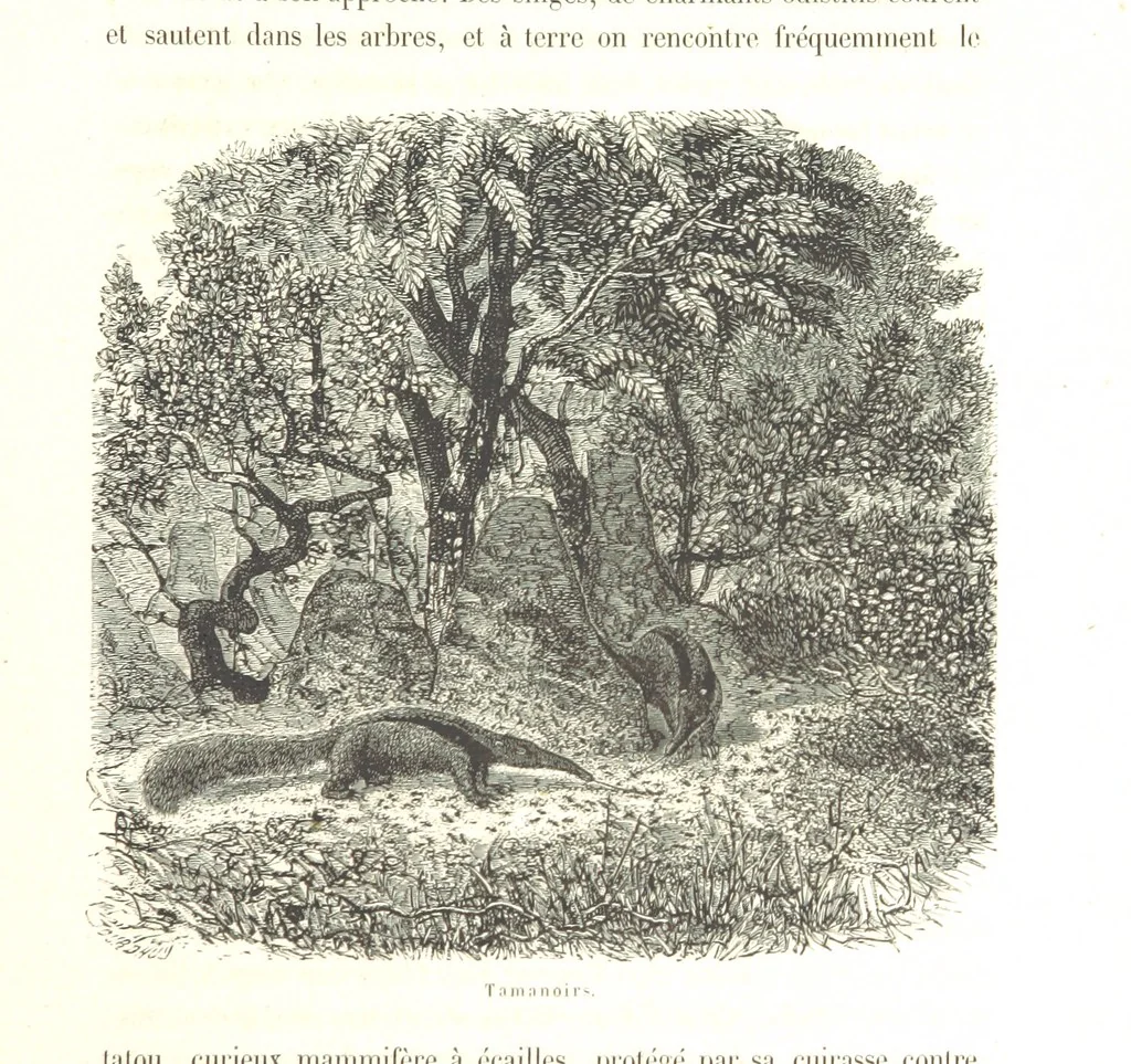 An illustration from L'Espace céleste et la nature tropicale, description physique de l'univers ... préface de M. Babinet, dessins de Yan' Dargent, 1866, leaf 39