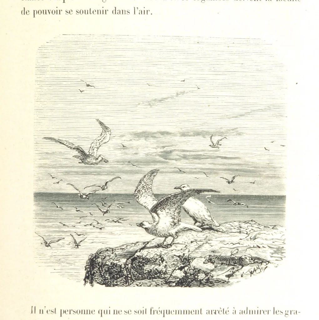 An illustration from L'Espace céleste et la nature tropicale, description physique de l'univers ... préface de M. Babinet, dessins de Yan' Dargent, 1866, leaf 419