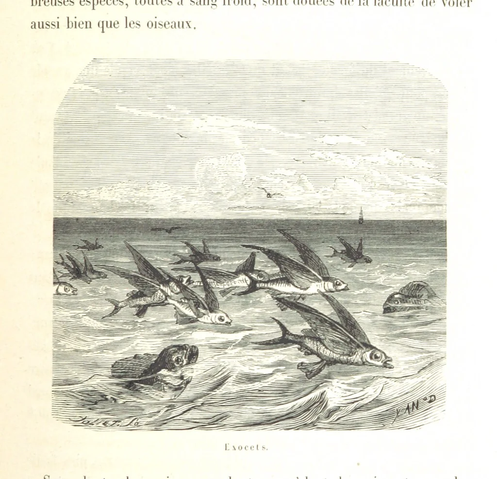 An illustration from L'Espace céleste et la nature tropicale, description physique de l'univers ... préface de M. Babinet, dessins de Yan' Dargent, 1866, leaf 427