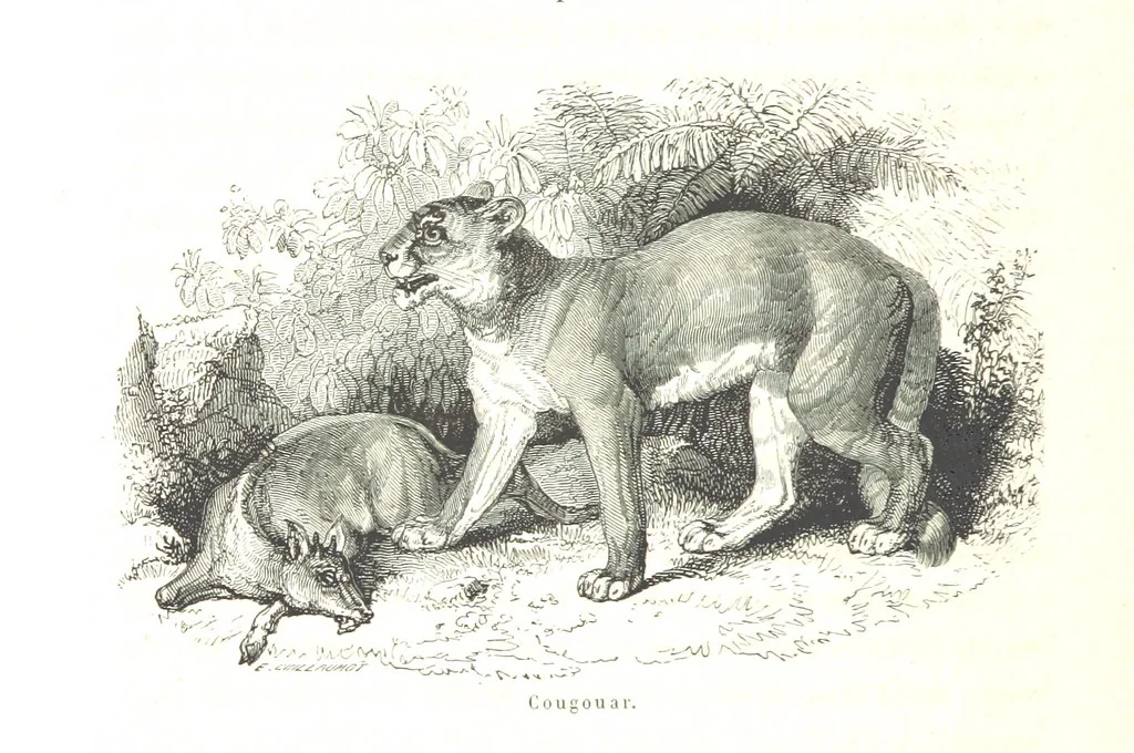 An illustration from L'Espace céleste et la nature tropicale, description physique de l'univers ... préface de M. Babinet, dessins de Yan' Dargent, 1866, leaf 46