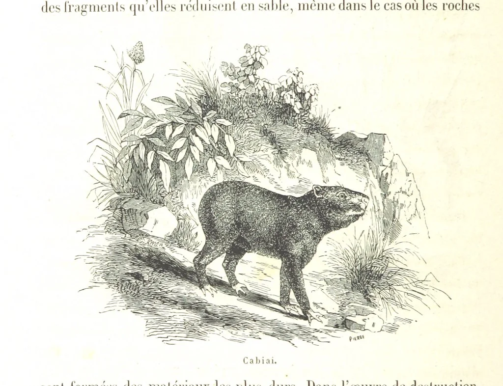 An illustration from L'Espace céleste et la nature tropicale, description physique de l'univers ... préface de M. Babinet, dessins de Yan' Dargent, 1866, leaf 516