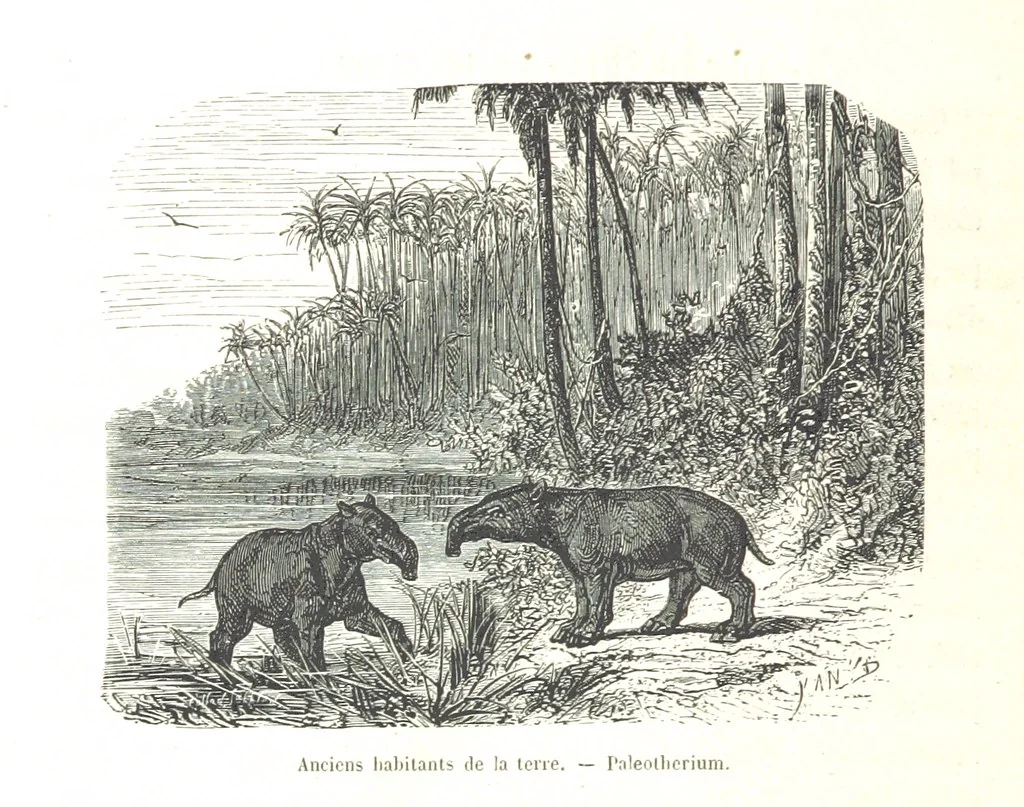 An illustration from L'Espace céleste et la nature tropicale, description physique de l'univers ... préface de M. Babinet, dessins de Yan' Dargent, 1866, leaf 544