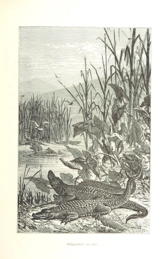 An illustration from L'Espace céleste et la nature tropicale, description physique de l'univers ... préface de M. Babinet, dessins de Yan' Dargent, 1866, leaf 571