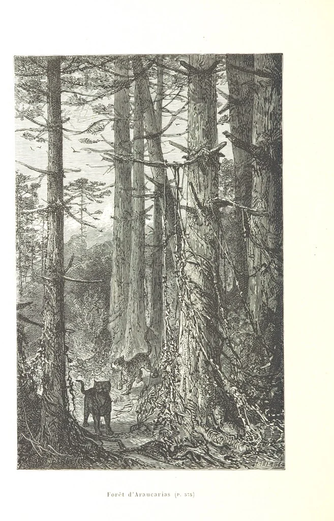 An illustration from L'Espace céleste et la nature tropicale, description physique de l'univers ... préface de M. Babinet, dessins de Yan' Dargent, 1866, leaf 676