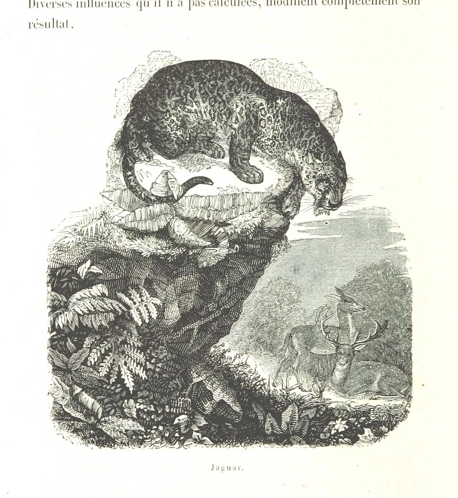 An illustration from L'Espace céleste et la nature tropicale, description physique de l'univers ... préface de M. Babinet, dessins de Yan' Dargent, 1866, leaf 678