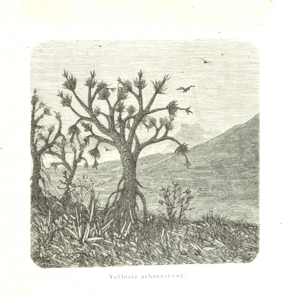 An illustration from L'Espace céleste et la nature tropicale, description physique de l'univers ... préface de M. Babinet, dessins de Yan' Dargent, 1866, leaf 691