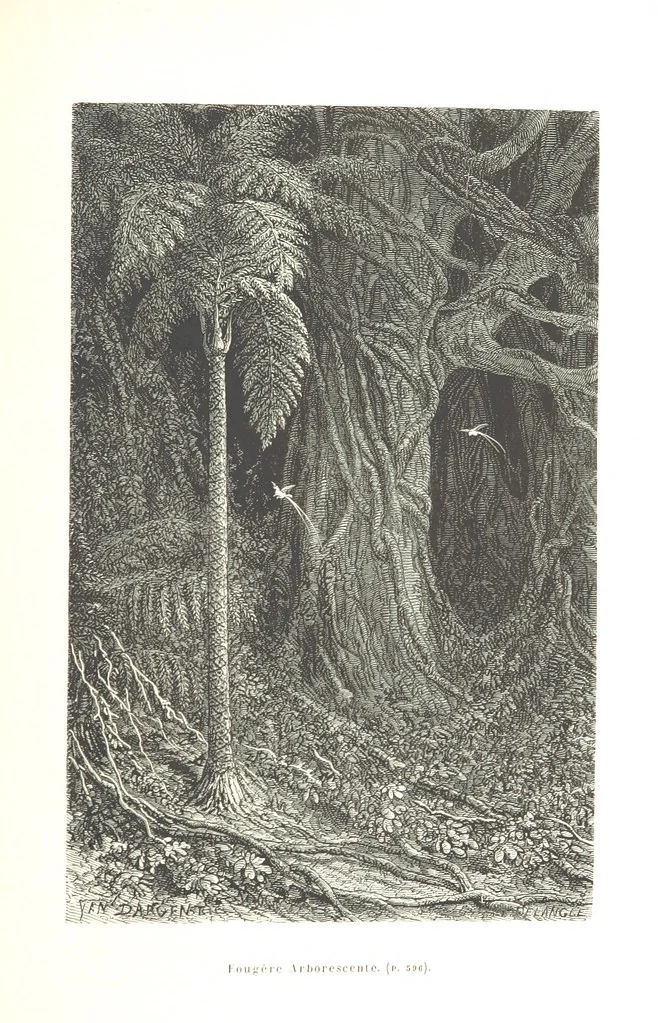 An illustration from L'Espace céleste et la nature tropicale, description physique de l'univers ... préface de M. Babinet, dessins de Yan' Dargent, 1866, leaf 701