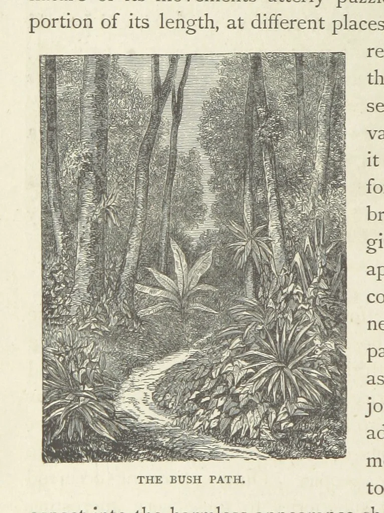 An illustration from The Log of the Fortuna: a cruise in Chinese Waters. Containing tales of adventure in foreign climes, by sea and by shore. [With illustrations, 1870, leaf 152