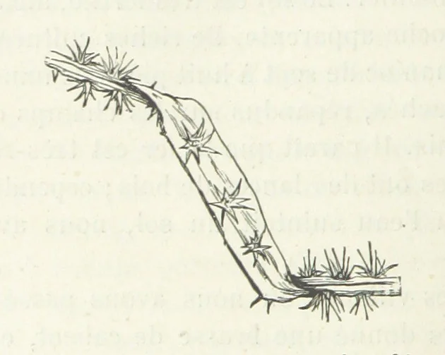 An illustration from Dernier Journal du docteur David Livingstone relatant des explorations et découvertes de 1866 à 1873, suivi du récit de ses derniers moments rédigé d'après le rapport de ... Chouma et Souzi par H. Waller. ... Ouvrage traduit de l'anglais ... par Mme. H. Loreau et contenant 60 gravures et 4 cartes, 1876, leaf 44