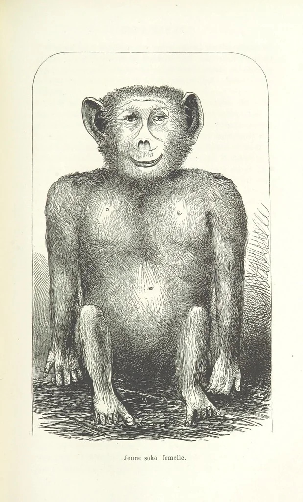 An illustration from Dernier Journal du docteur David Livingstone relatant des explorations et découvertes de 1866 à 1873, suivi du récit de ses derniers moments rédigé d'après le rapport de ... Chouma et Souzi par H. Waller. ... Ouvrage traduit de l'anglais ... par Mme. H. Loreau et contenant 60 gravures et 4 cartes, 1876, leaf 541