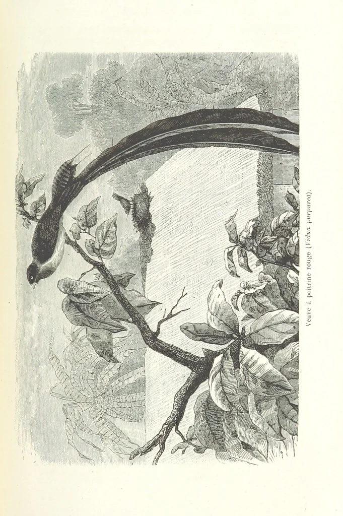 An illustration from Dernier Journal du docteur David Livingstone relatant des explorations et découvertes de 1866 à 1873, suivi du récit de ses derniers moments rédigé d'après le rapport de ... Chouma et Souzi par H. Waller. ... Ouvrage traduit de l'anglais ... par Mme. H. Loreau et contenant 60 gravures et 4 cartes, 1876, leaf 637
