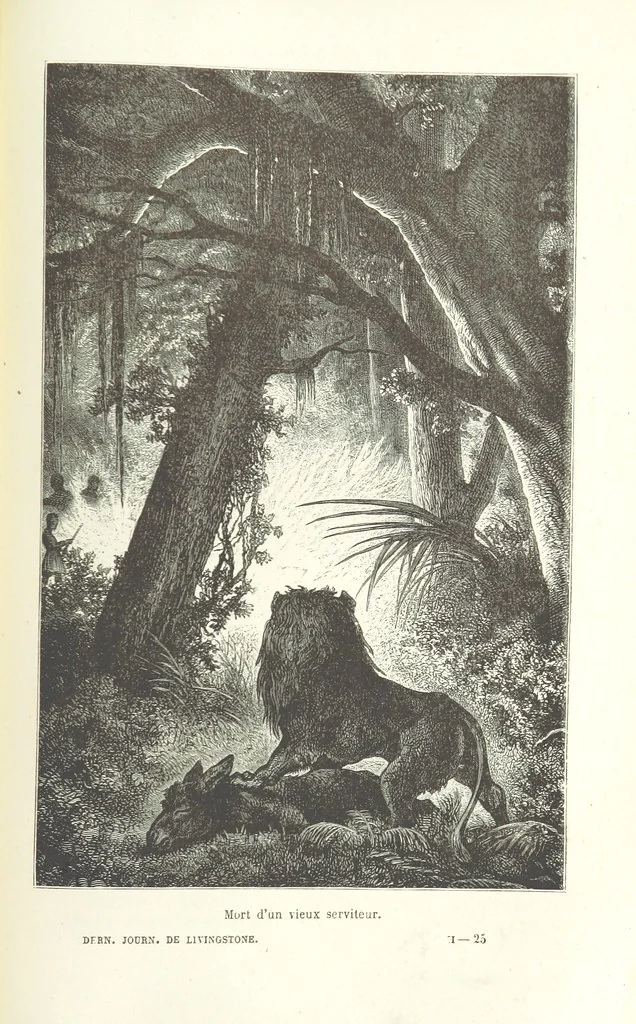 An illustration from Dernier Journal du docteur David Livingstone relatant des explorations et découvertes de 1866 à 1873, suivi du récit de ses derniers moments rédigé d'après le rapport de ... Chouma et Souzi par H. Waller. ... Ouvrage traduit de l'anglais ... par Mme. H. Loreau et contenant 60 gravures et 4 cartes, 1876, leaf 809