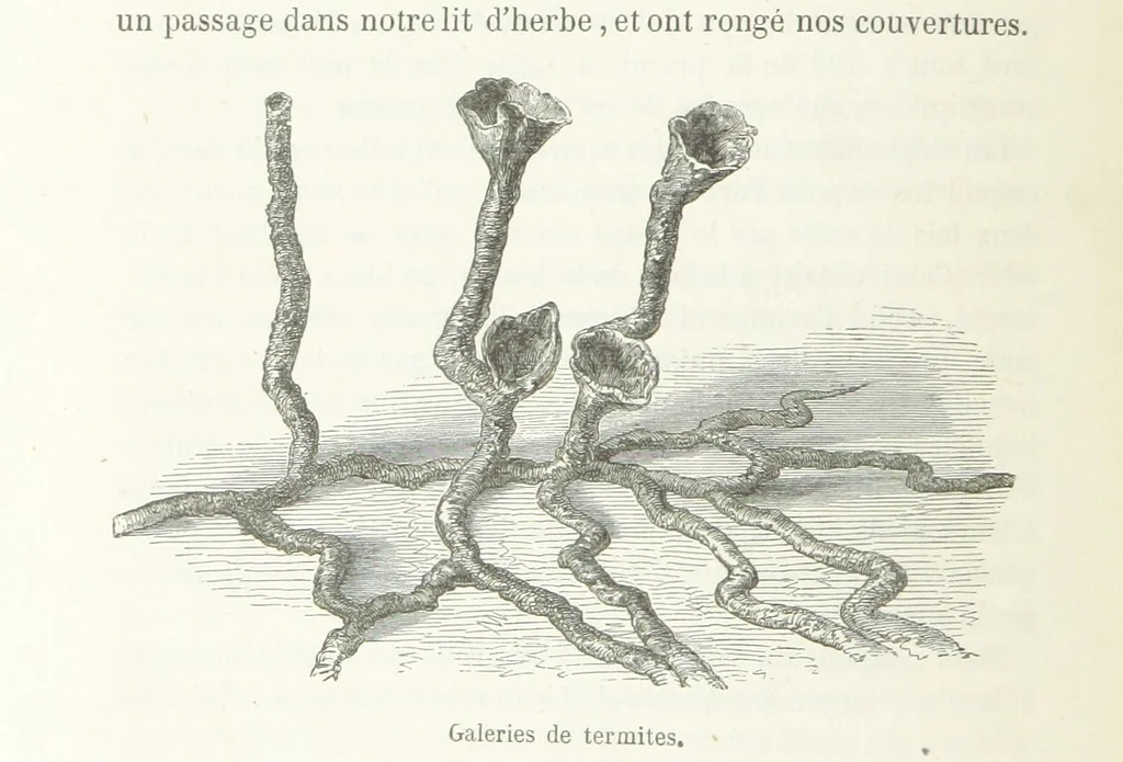An illustration from Explorations du Zambèse et de ses affluents ... Ouvrage traduit de l'Anglais ... par Mme H. Loreau, contenant 47 gravures et 4 cartes, 1866, leaf 222