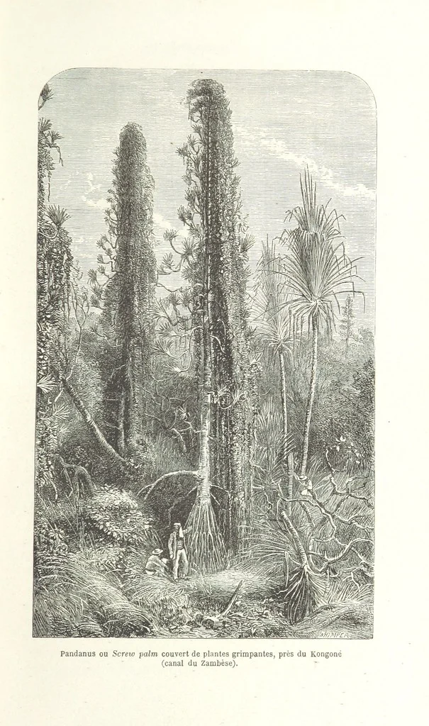An illustration from Explorations du Zambèse et de ses affluents ... Ouvrage traduit de l'Anglais ... par Mme H. Loreau, contenant 47 gravures et 4 cartes, 1866, leaf 37