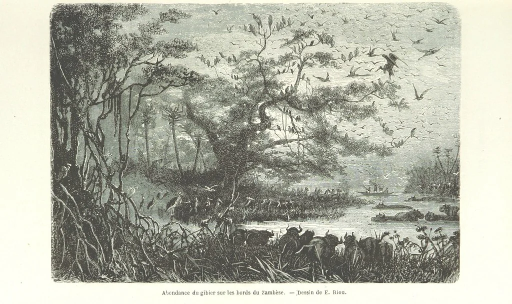 An illustration from Explorations du Zambèse et de ses affluents ... Ouvrage traduit de l'Anglais ... par Mme H. Loreau, contenant 47 gravures et 4 cartes, 1866, leaf 49