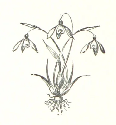 An illustration from The Tongue of the Bells. [Poems.] ... With illustrations, etc, 1894, leaf 24