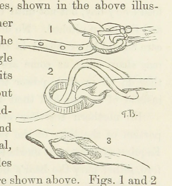 An illustration from Shifts and Expedients of Camp Life, Travels, etc, 1871, leaf 429