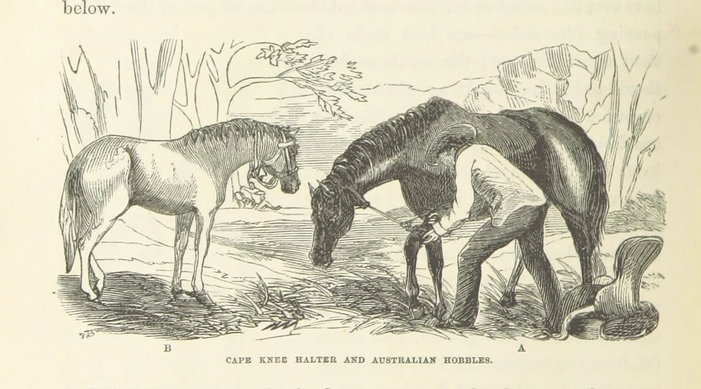 An illustration from Shifts and Expedients of Camp Life, Travels, etc, 1871, leaf 506
