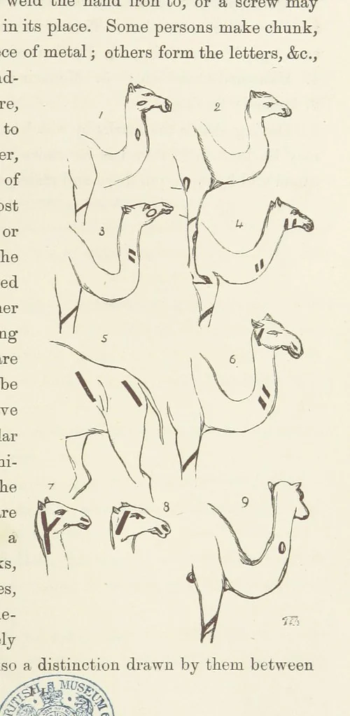An illustration from Shifts and Expedients of Camp Life, Travels, etc, 1871, leaf 517