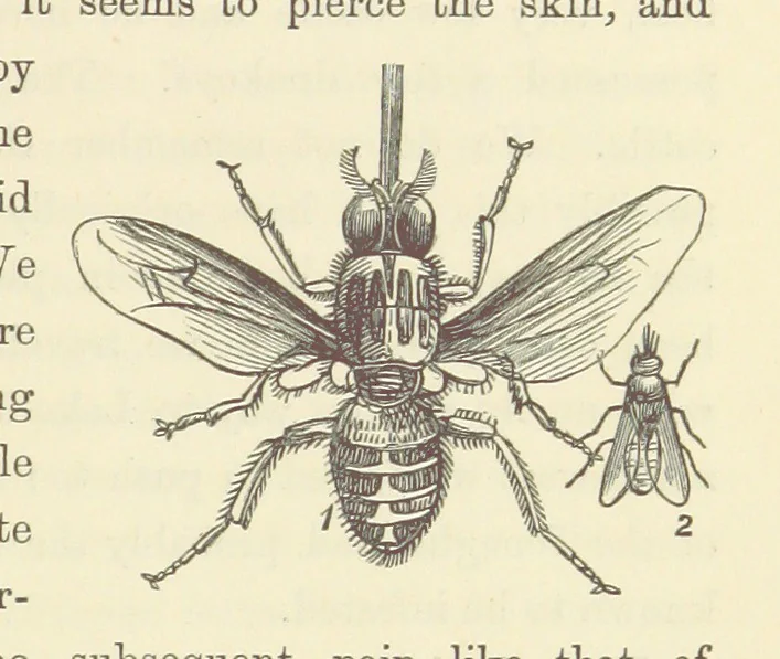 An illustration from Shifts and Expedients of Camp Life, Travels, etc, 1871, leaf 691
