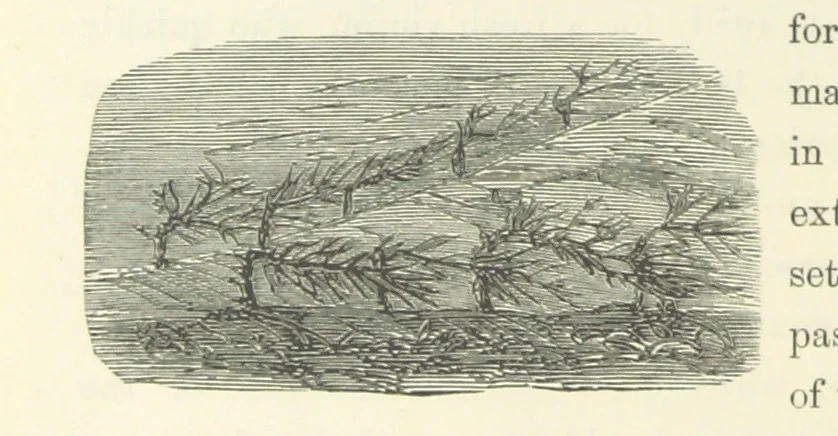 An illustration from Shifts and Expedients of Camp Life, Travels, etc, 1871, leaf 716
