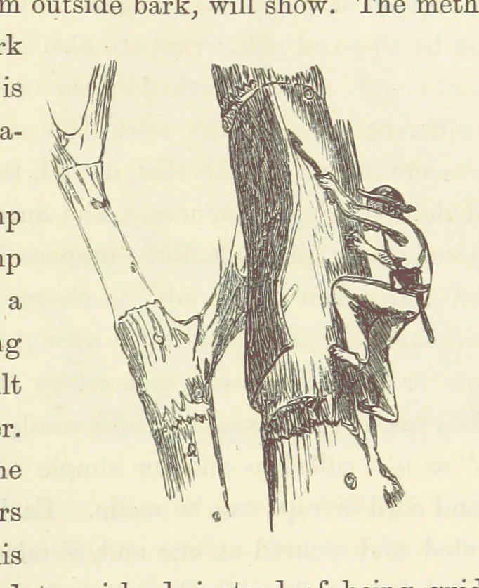 An illustration from Shifts and Expedients of Camp Life, Travels, etc, 1871, leaf 833