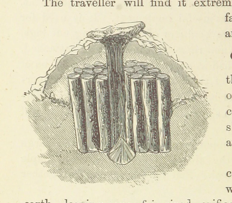 An illustration from Shifts and Expedients of Camp Life, Travels, etc, 1876, leaf 260