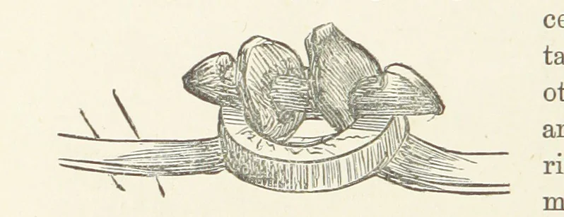 An illustration from Shifts and Expedients of Camp Life, Travels, etc, 1876, leaf 386