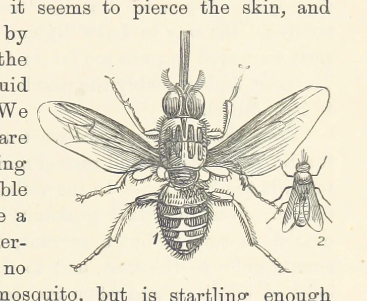 An illustration from Shifts and Expedients of Camp Life, Travels, etc, 1876, leaf 613