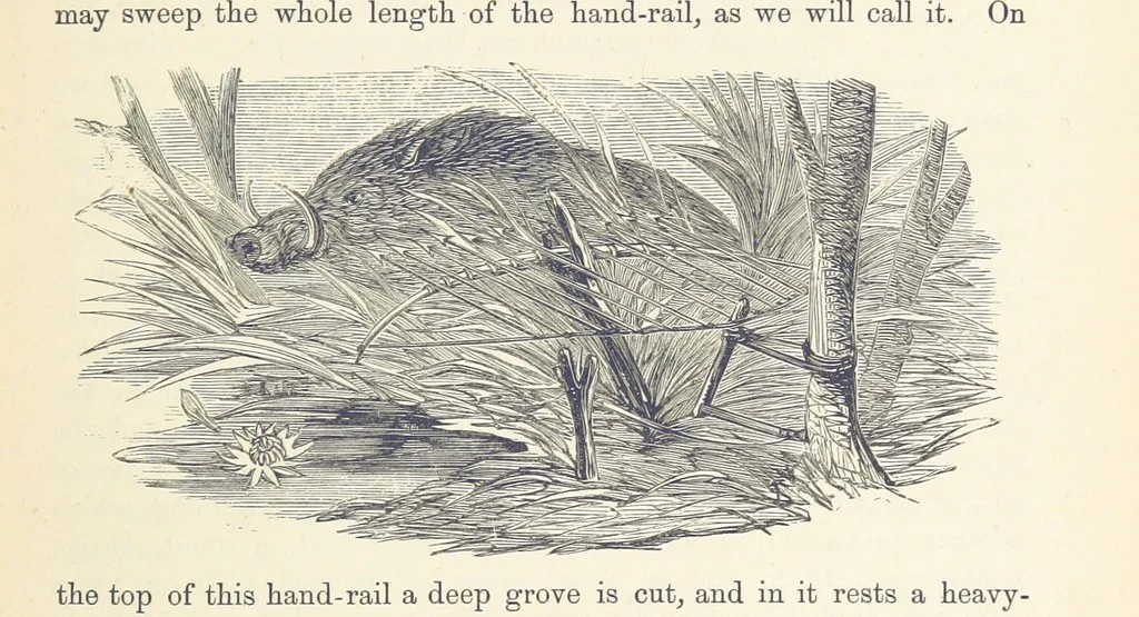 An illustration from Shifts and Expedients of Camp Life, Travels, etc, 1876, leaf 619