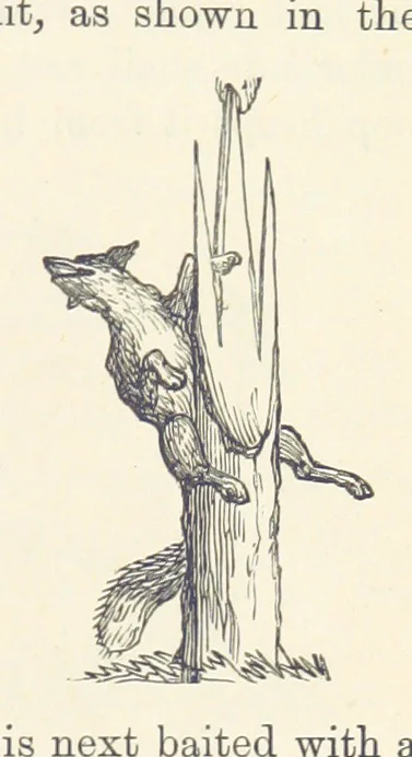 An illustration from Shifts and Expedients of Camp Life, Travels, etc, 1876, leaf 625