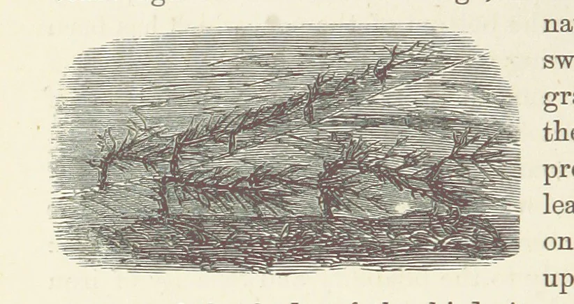 An illustration from Shifts and Expedients of Camp Life, Travels, etc, 1876, leaf 636