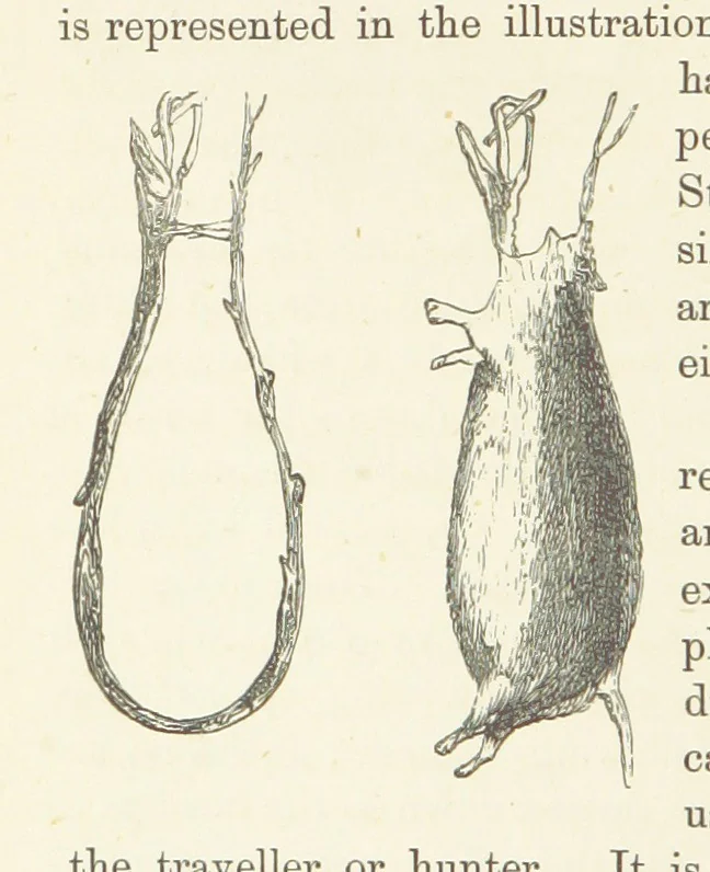 An illustration from Shifts and Expedients of Camp Life, Travels, etc, 1876, leaf 724