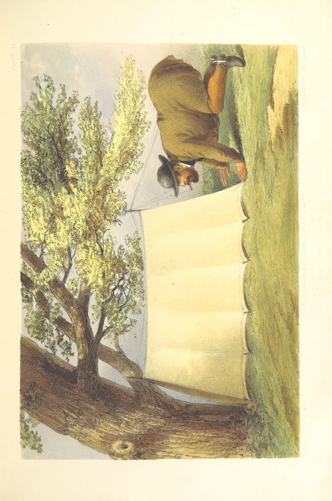 An illustration from Pen and pencil reminiscences of a campaign in South Africa ... Illustrated with ... colour-tinted lithographs, 1861, leaf 77