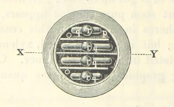 An illustration from A treatise on the distillation of Coal-Tar and Ammoniacal Liquor, and the separation from them of valuable products. [Translated from the German, 1882, leaf 296