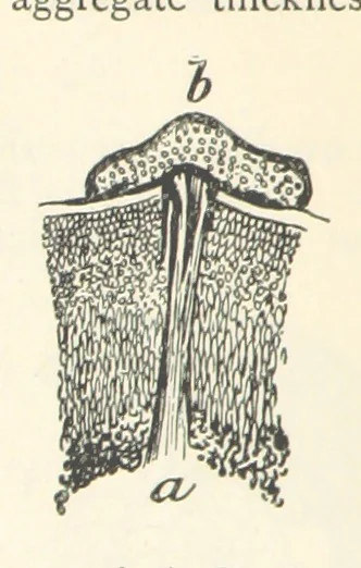 An illustration from Mining. An elementary treatise on the getting of minerals, 1893, leaf 46