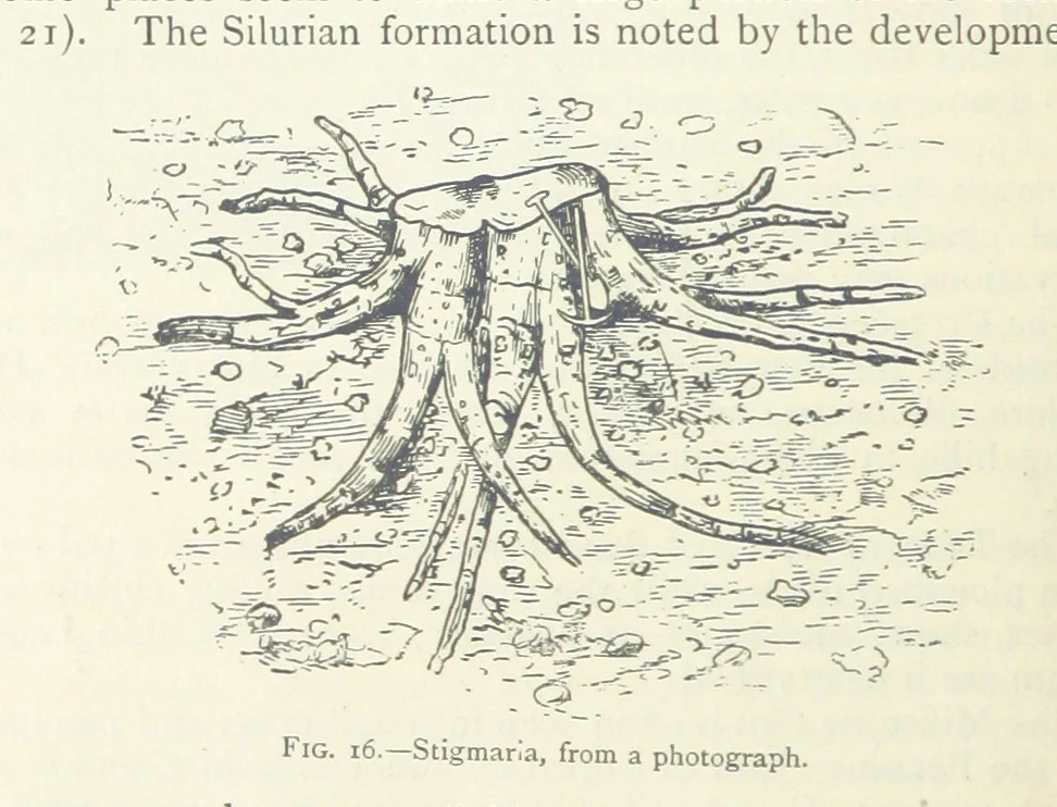 An illustration from Mining ... New edition, 1899, leaf 64
