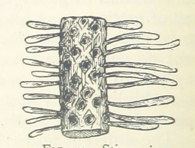 An illustration from Mining ... New edition, 1899, leaf 64