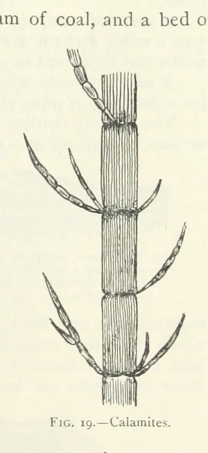 An illustration from Mining ... New edition, 1899, leaf 65