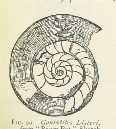 An illustration from Mining ... New edition, 1899, leaf 65