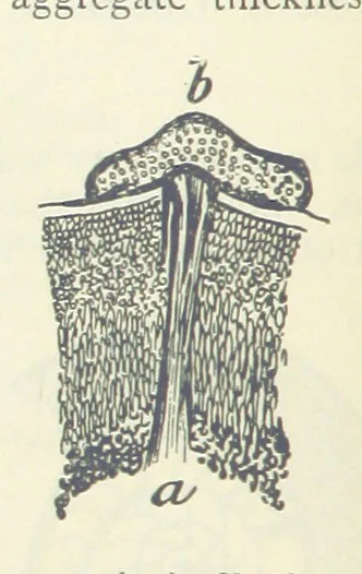 An illustration from Mining ... New edition, 1899, leaf 66