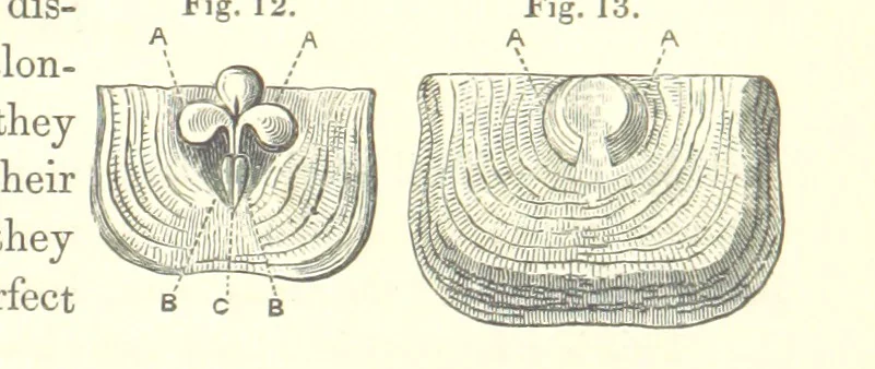 An illustration from A synopsis of the characters of the Carboniferous Limestone Fossils of Ireland. Prepared by F. M'Coy for Sir R. Griffith, by whom is now appended a list of the fossil localities, as arranged for the Journal of the Geological Society of Dublin. ... With twenty-nine lithographic plates, 1862, leaf 125