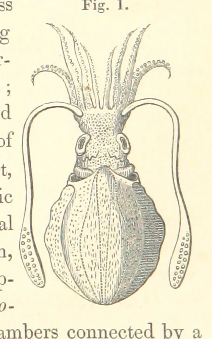 An illustration from A synopsis of the characters of the Carboniferous Limestone Fossils of Ireland. Prepared by F. M'Coy for Sir R. Griffith, by whom is now appended a list of the fossil localities, as arranged for the Journal of the Geological Society of Dublin. ... With twenty-nine lithographic plates, 1862, leaf 13