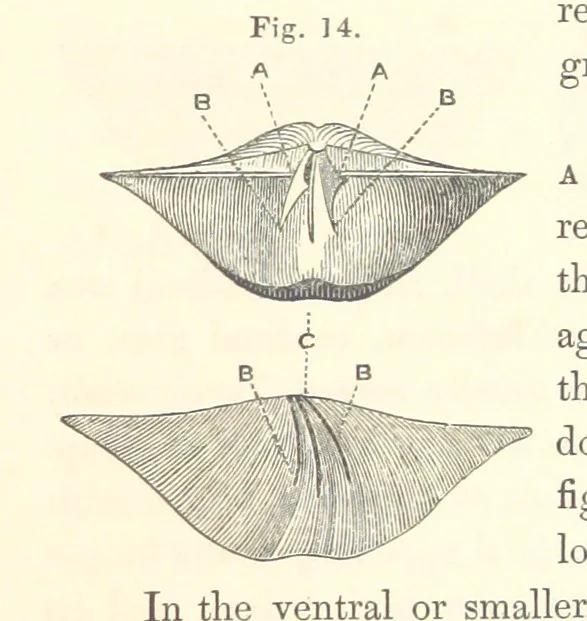 An illustration from A synopsis of the characters of the Carboniferous Limestone Fossils of Ireland. Prepared by F. M'Coy for Sir R. Griffith, by whom is now appended a list of the fossil localities, as arranged for the Journal of the Geological Society of Dublin. ... With twenty-nine lithographic plates, 1862, leaf 135